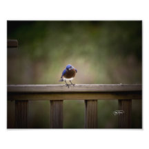 Eastern Bluebird Wall Decor Photo