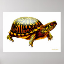 Eastern Box Turtle Print