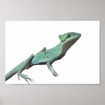 Eastern Casquehead Iquana Posters