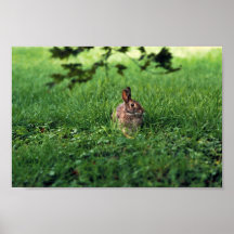 Eastern Cottontail Poster