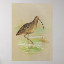 Eastern Curlew - Numenius madagascariensis Posters