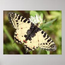 Eastern Festoon Poster