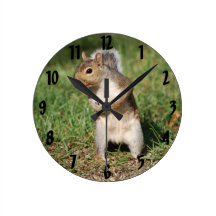Eastern Grey Squirrel