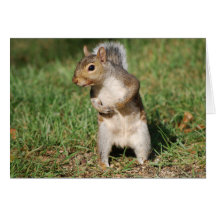 Eastern Grey Squirrel card