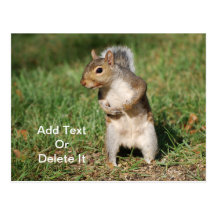 Eastern Grey Squirrel postcard