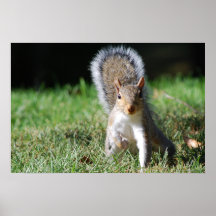 Eastern Grey Squirrel poster