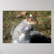 Eastern grey squirrel posters