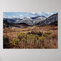 Eastern highlands, Zimbabwe  flowers Poster