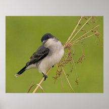 Eastern Kingbird Posters