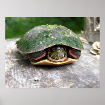 Eastern Painted Turtle Posters