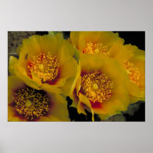 Eastern prickly pear cactus print
