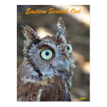 Eastern Screech Owl II Post Cards