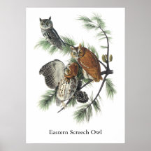 Eastern Screech Owl, John Audubon Poster