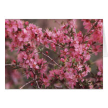 Eastern Sierra Nevada Mountain Wildflowers Greeting Card