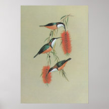 Eastern Spinebill - Acanthorhynchus tenuirostris Print