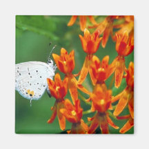 Eastern Tailed-Blue butterfly Refrigerator Magnet