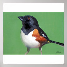 eastern towhee posters
