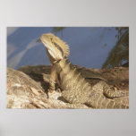 Eastern Water Dragon Print
