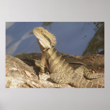 Eastern Water Dragon Print
