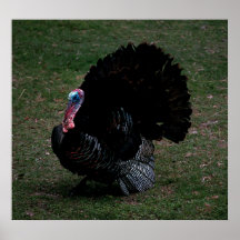 Eastern Wild Turkey Posters