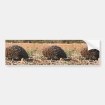 Echidna Finding Food On The Soil Bumper Stickers