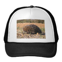 Echidna Finding Food On The Soil Hat