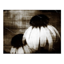 Echinacea Dark Dreams Postcard