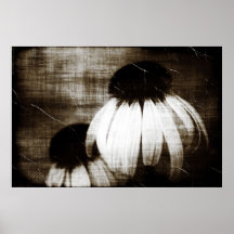 Echinacea Dark Dreams Print