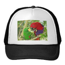 Eclectus Pair Hat