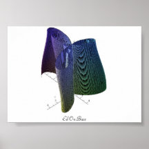 Ed On Bass Poster