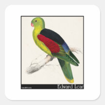 Edward Lear's Crimson-Winged Parakeet (Male) Square Stickers