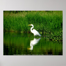 Egret, Rio Oscuro, Lago Izabal, Guatemala Print