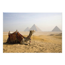 Egypt, Cairo. A lone camel gazes across the Photograph
