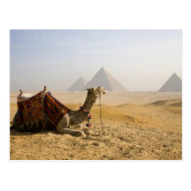 Egypt, Cairo. A lone camel gazes across the Post Card
