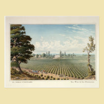 El Pinal Vineyard, San Joaquin County postcards
