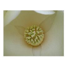 Elegant Magnolia Postcard