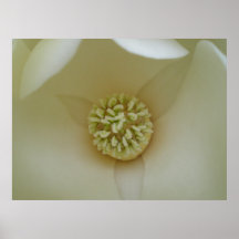 Elegant Magnolia Poster