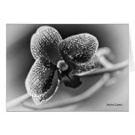 Elegant Orchid notecard Card, black & white