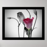 Elegant Pink Rose Poster
