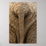 Elephant Back Poster