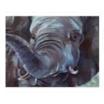 Elephant Big Boy Postcard