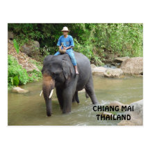 Elephant Chiang Mai Postcard