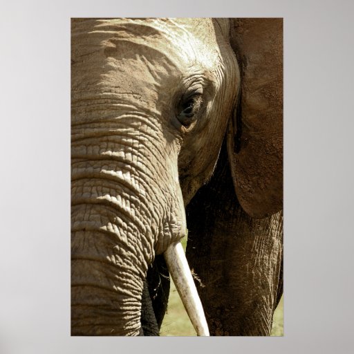 Elephant Face Posters
