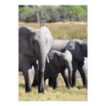 Elephant family announcements