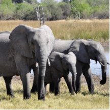 Elephant family photo cut out