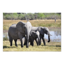 Elephant family photograph