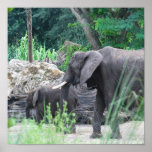 Elephant Family Poster