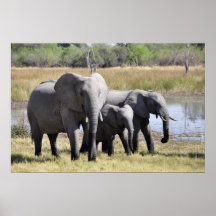 Elephant family posters