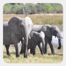 Elephant family sticker