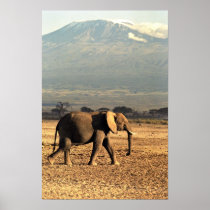 Elephant in front of Kilimanjaro Print